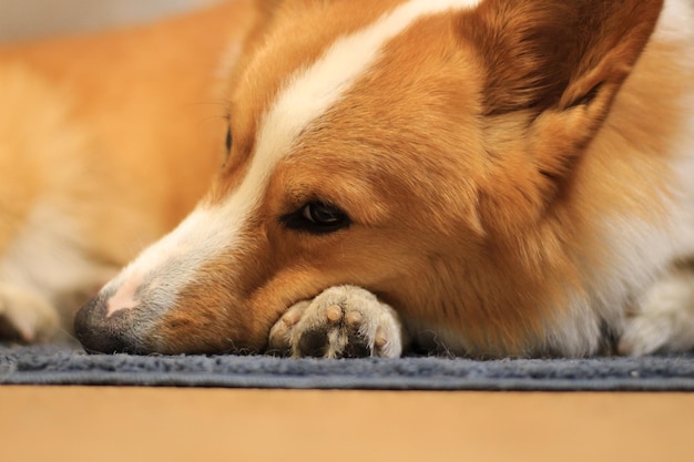 犬が眠っているクローズアップ