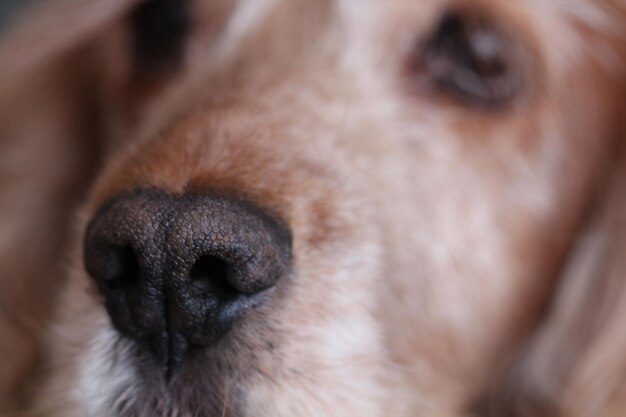 Photo close-up of dog sleeping