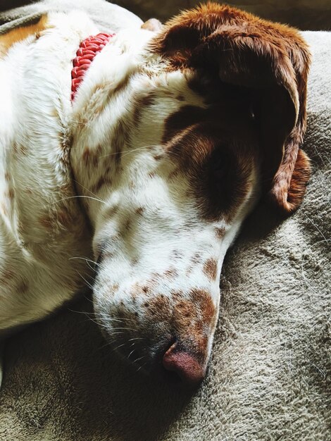 Photo close-up of dog sleeping