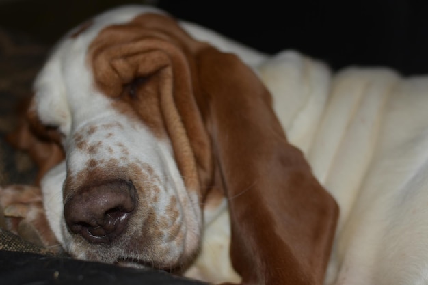 Foto close-up di un cane che dorme