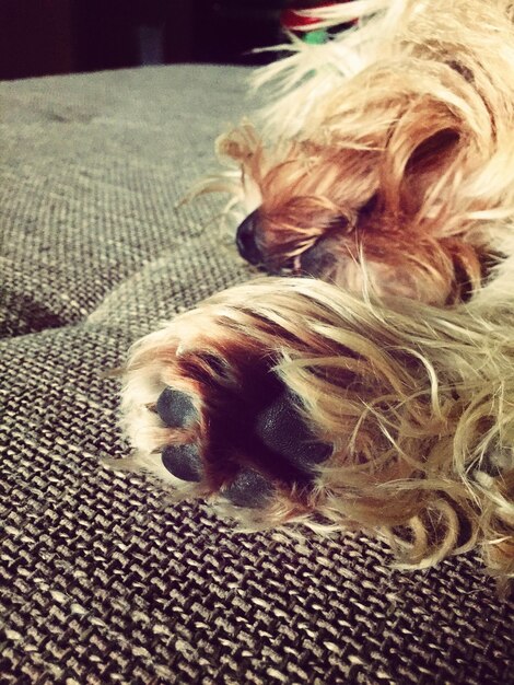 Photo close-up of dog sleeping