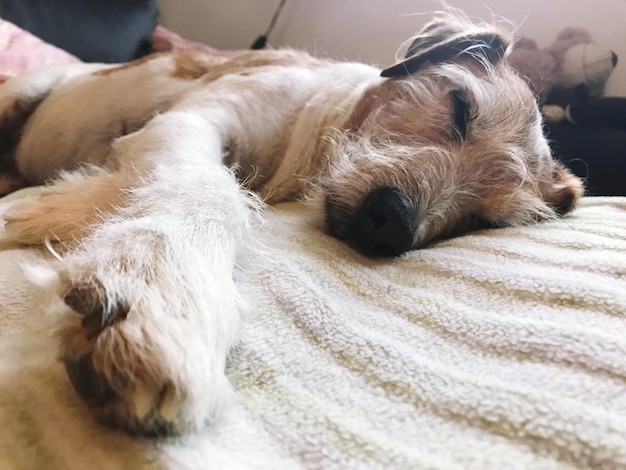 Close-up of dog sleeping