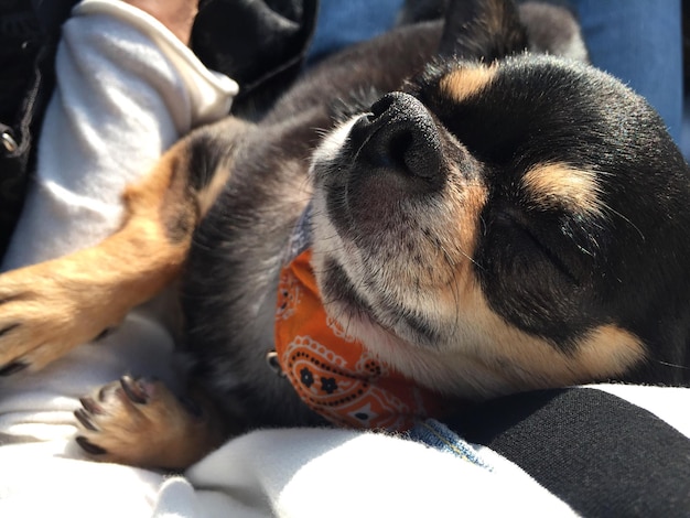 Photo close-up of dog sleeping