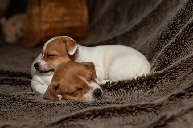 Photo close-up of a dog sleeping