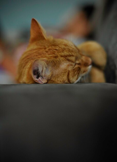 Photo close-up of dog sleeping