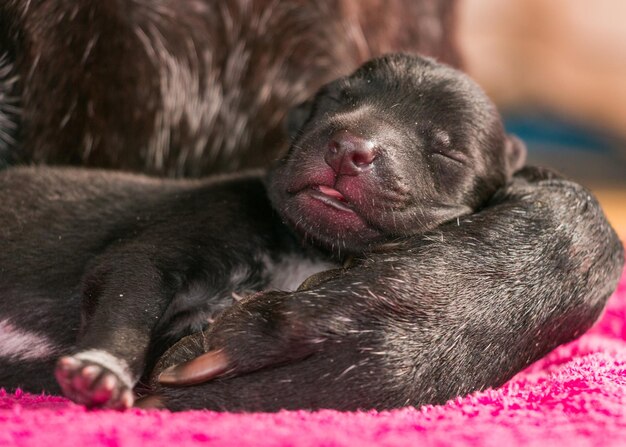 Foto prossimo piano di un cane che dorme