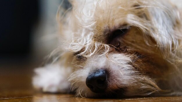 Photo close-up of dog sleeping