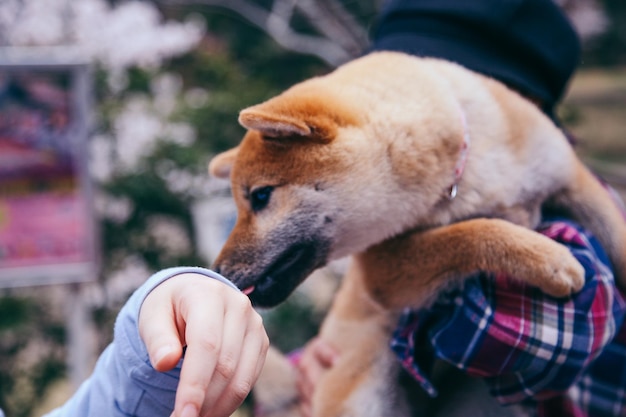 Photo close-up of dog smelling hand