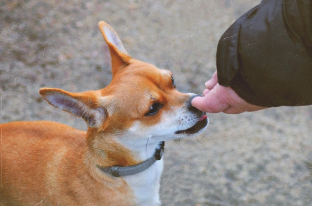 人の手のいを嗅ぐ犬のクローズアップ
