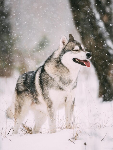 Photo close-up of dog on snow covered field