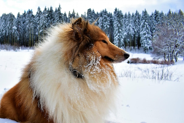 Foto close-up di un cane sul campo di neve