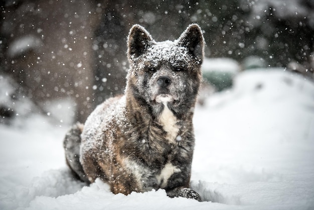 Close-up of dog on snow