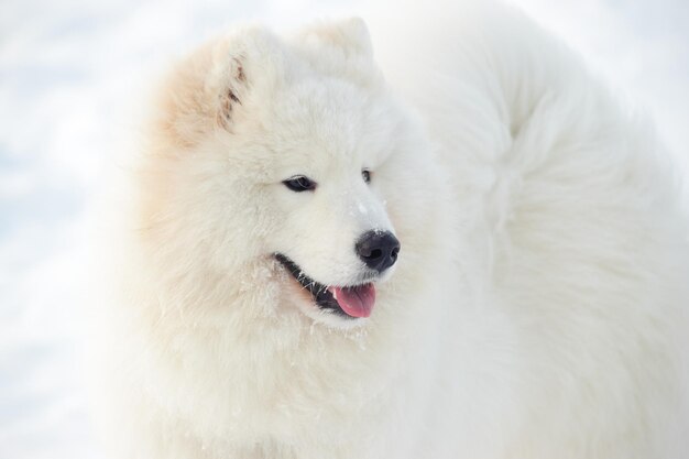 Foto close-up di un cane sulla neve