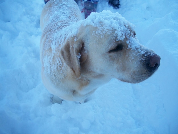 Photo close-up of dog in snow