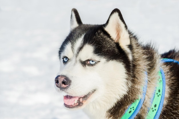 Foto close-up di un cane nella neve