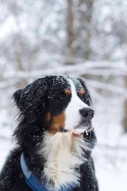 Close-up of dog on snow