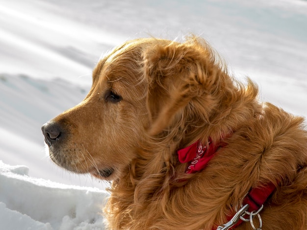 雪上の犬のクローズアップ