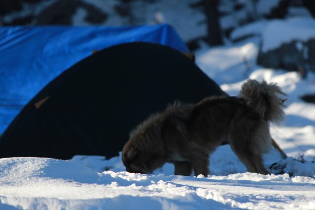 Close-up of dog on snow