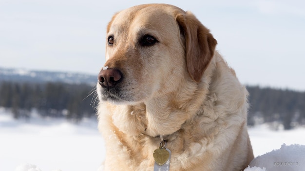 雪の中の犬のクローズアップ