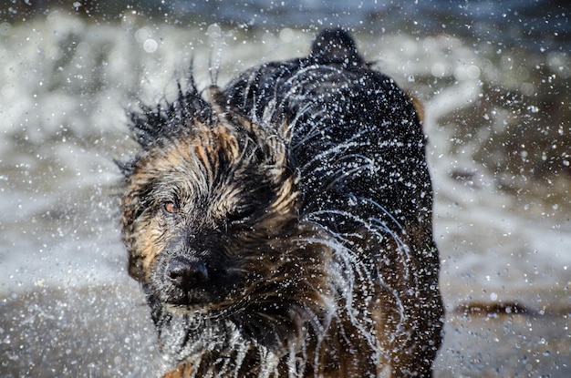close-up of dog splashing water on beach