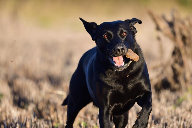 Photo close-up of dog standing on field