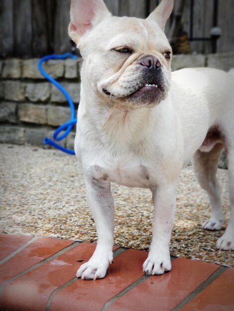 Photo close-up of dog standing on floor