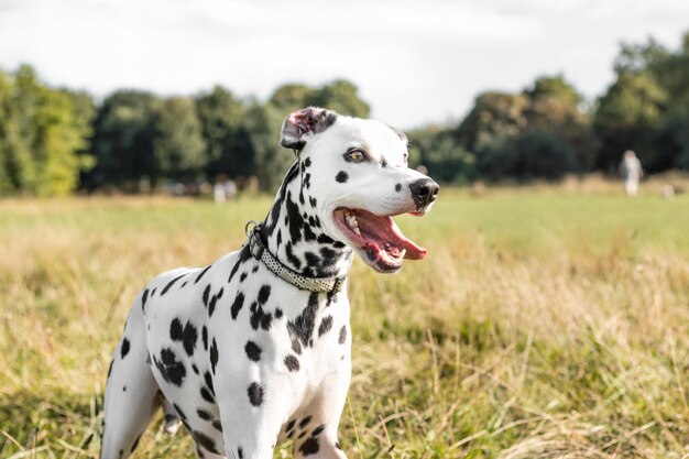 Foto close-up di un cane in piedi sull'erba