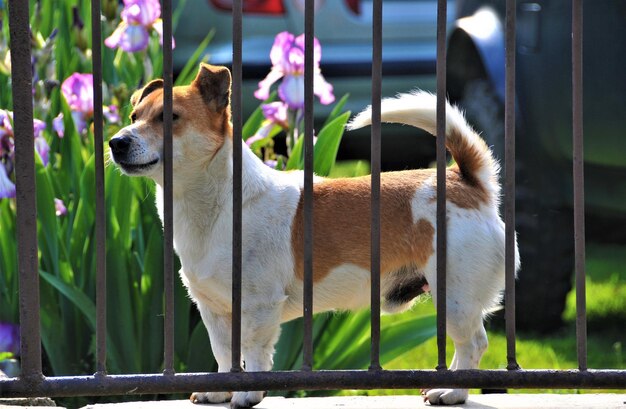 Close-up of dog standing outdoors