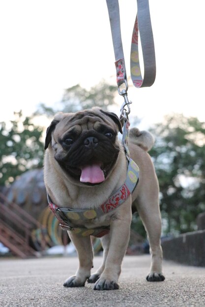 Foto close-up di un cane in piedi all'aperto