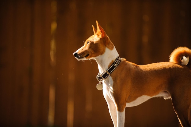 Close-up of dog standing outdoors