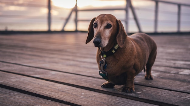 Photo close-up of dog standing on pier