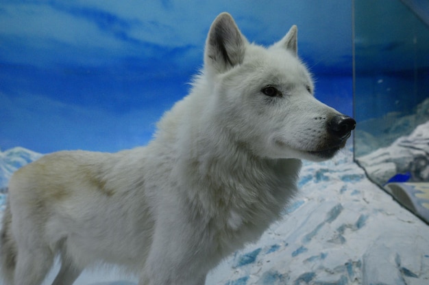 Photo close-up of dog standing on snow