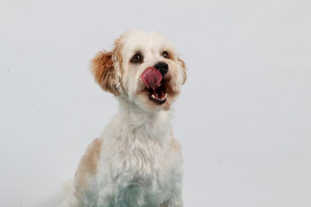 白い背景に舌を伸ばしている犬のクローズアップ