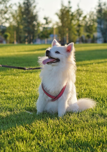草の上に舌を伸ばしている犬のクローズアップ