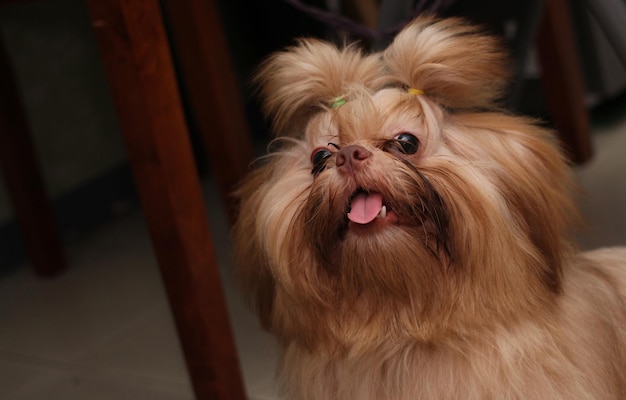 Foto close-up di un cane che tira fuori la lingua a casa