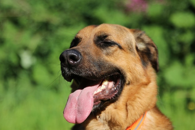 外で舌を突き出している犬のクローズアップ
