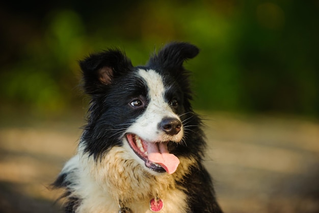 Foto close-up di un cane che tira fuori la lingua all'aperto