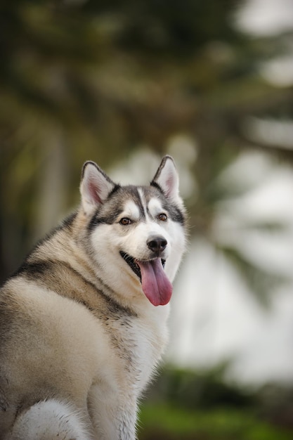 外で舌を突き出している犬のクローズアップ