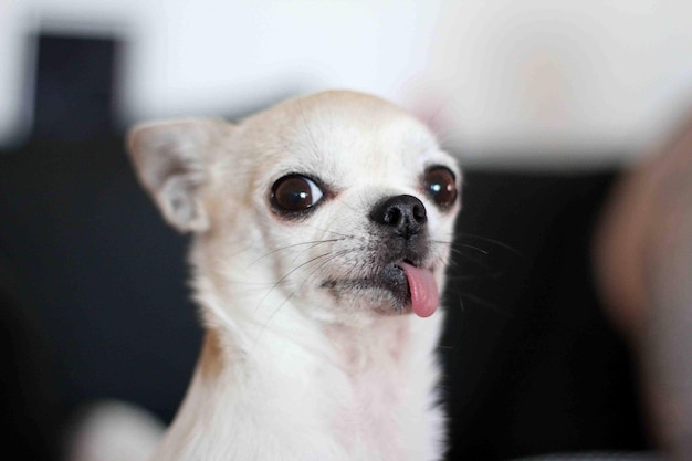 犬が舌を突き出して家を見回しているクローズアップ