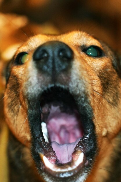 Foto close-up di un cane che tira fuori la lingua