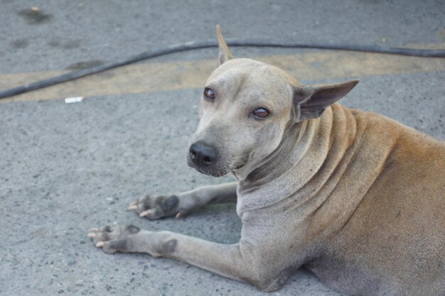 Close-up of dog on street