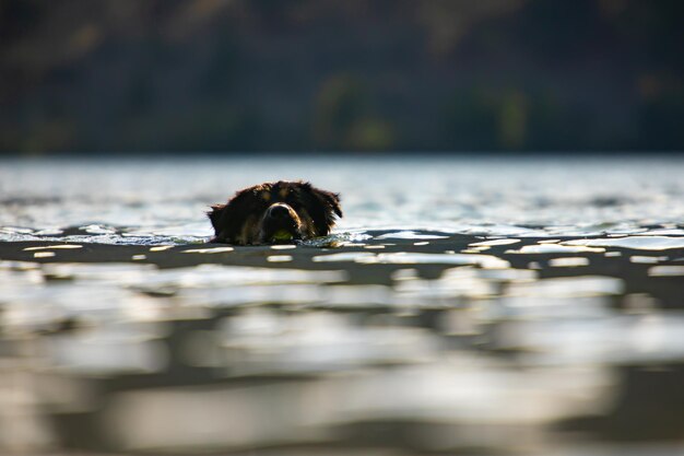 Close-up of dog swimming in lake