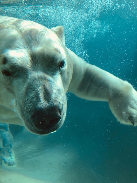 Foto close-up di un cane che nuota in mare