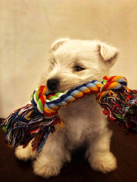 Photo close-up of dog toy