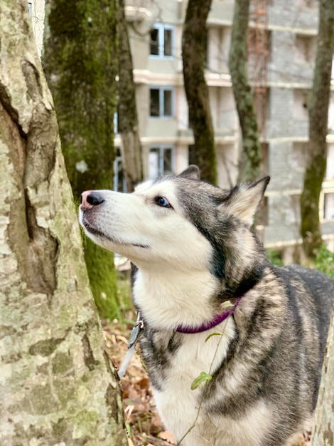 Foto close-up di un cane sul tronco di un albero