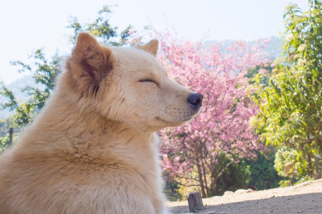 Foto close-up di un cane sull'albero