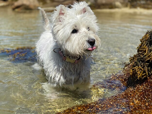 Photo close-up of dog tula westie