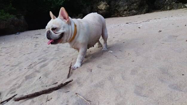 Foto close-up di un cane che cammina sulla spiaggia