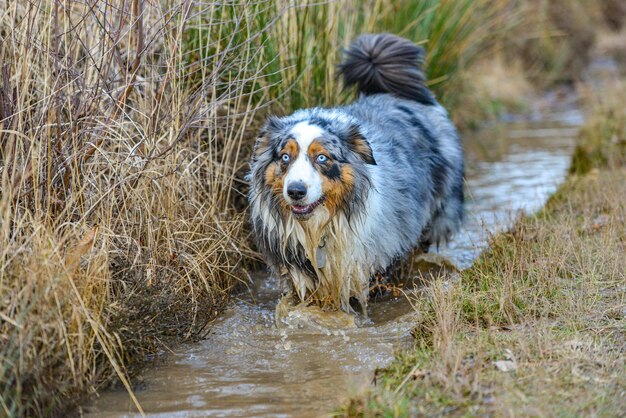 Foto close-up di un cane in acqua