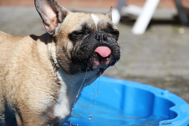 Photo close-up of dog in water